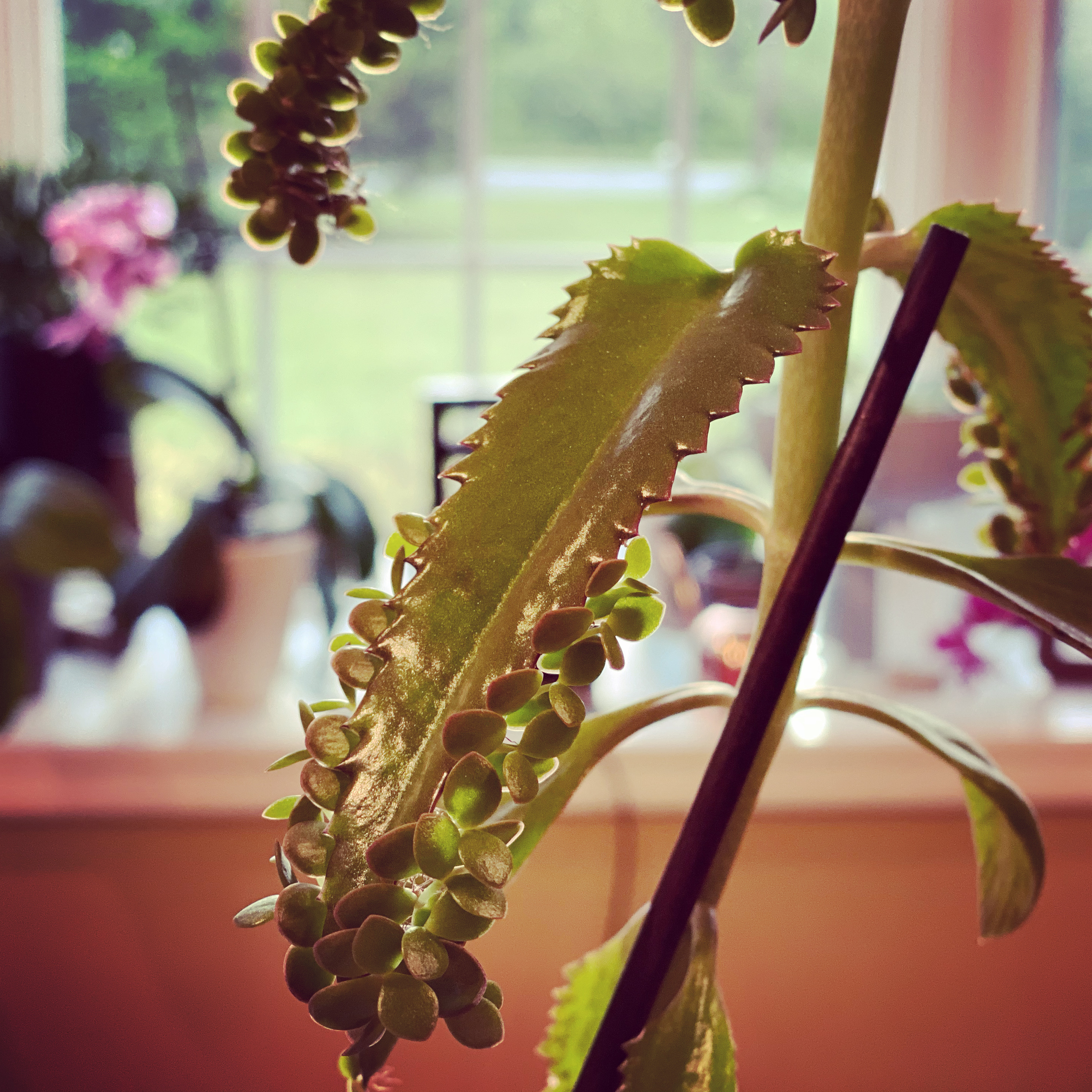 Mother of Thousands Plant